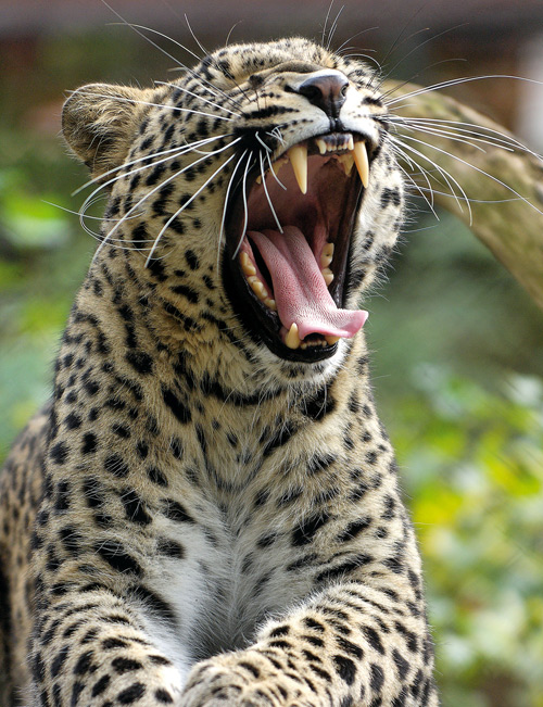 Junger Leopard