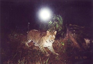 Leopard Kamerafalle
