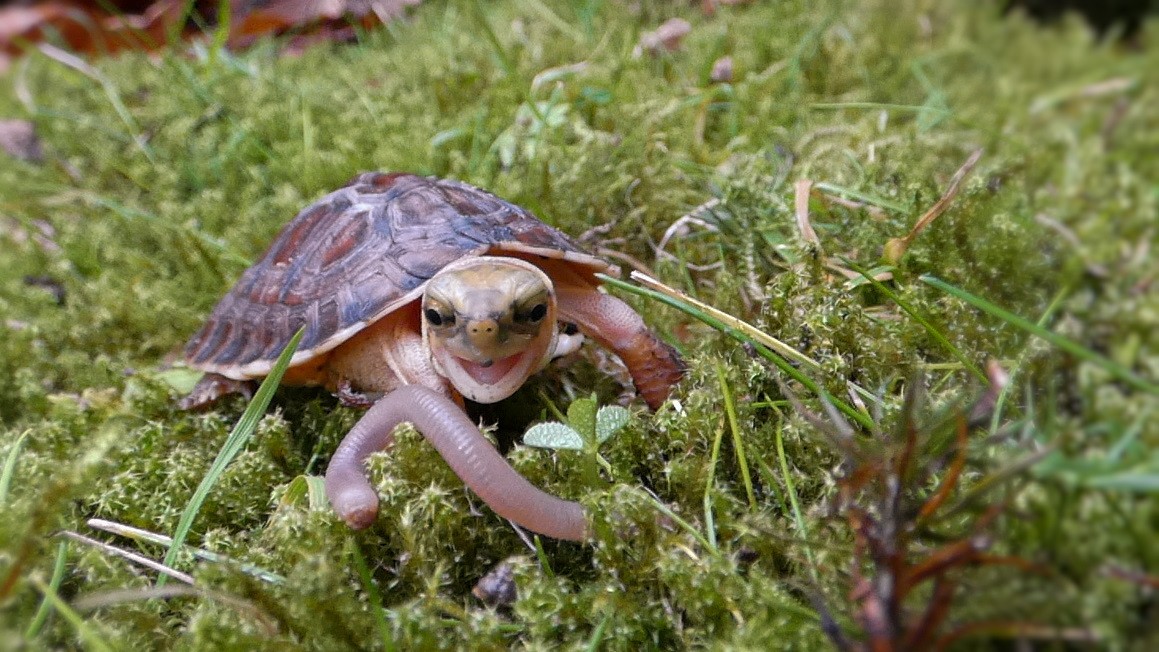 Scharnierschildkröte